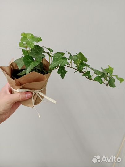 Плющ хедера