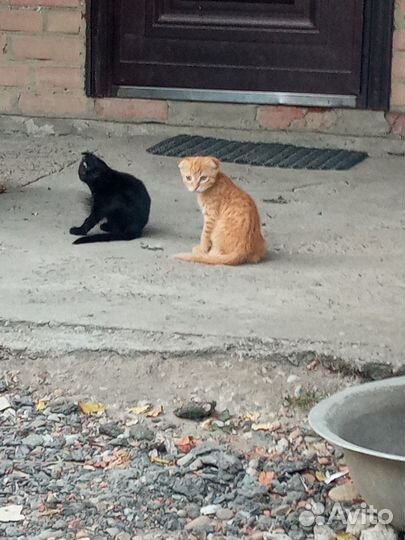 Отдам в добрые руки вислоухих котят