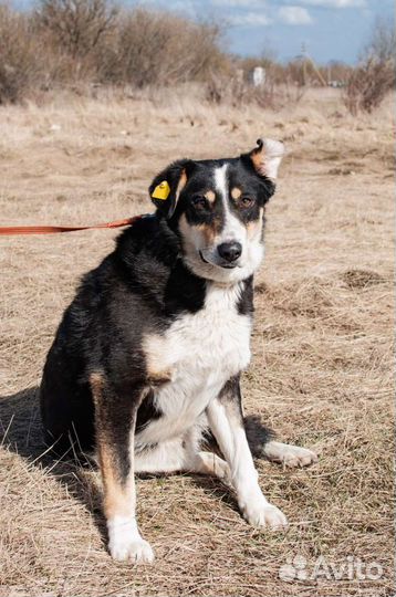 Собака из приюта в добрые руки бесплатно