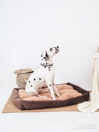 Фотосессия с далматином