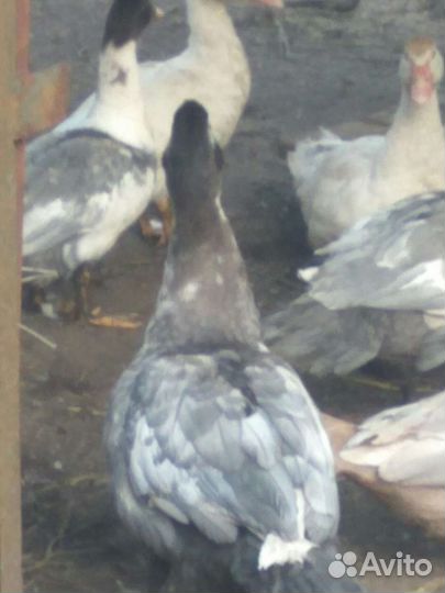 Селезни индоутки