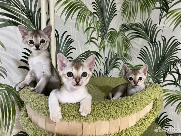 Сингапурские котята