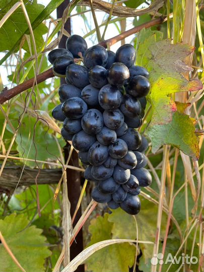 Виноград молдова
