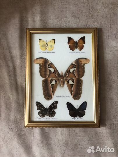 Бабочки в рамке