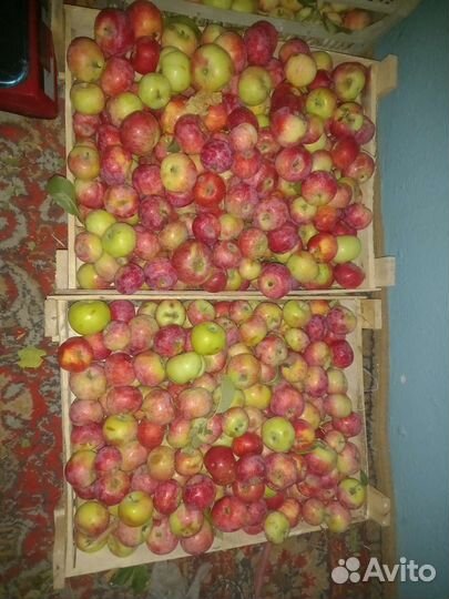 Яблоки -слива -груши