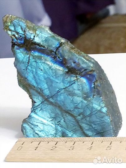 Лабрадор серебристо-голубой