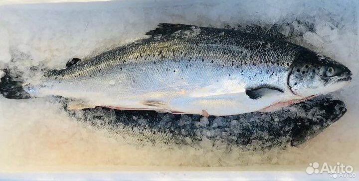 Форель и семга охлажденная опт