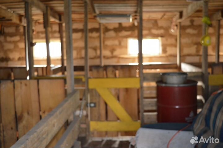 Поросята породы Крупная Белая