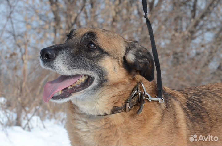 Веселый пес - Попрыгун в дар