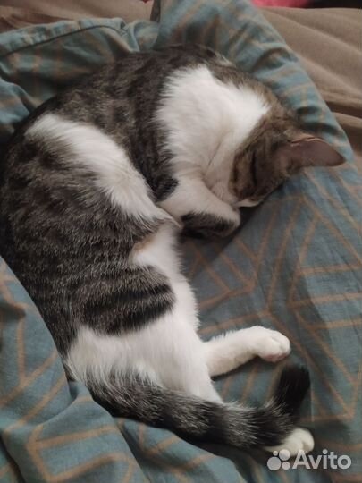 Кошка отдам в хороший руки