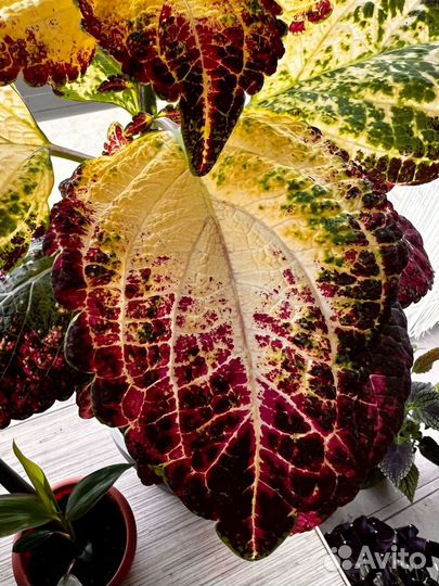 Колеус аватар