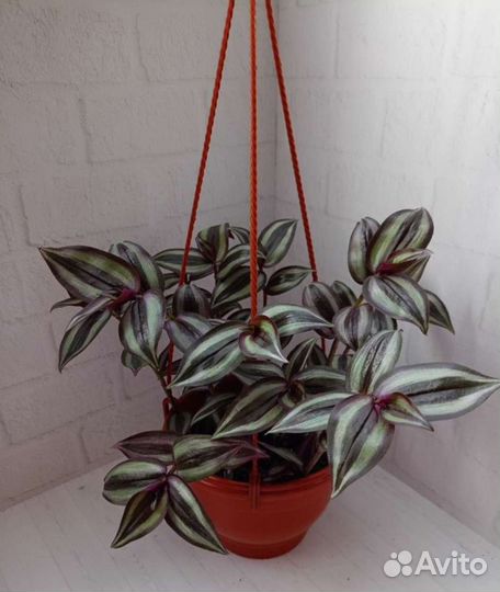 Бугенвиллия и др. цветы