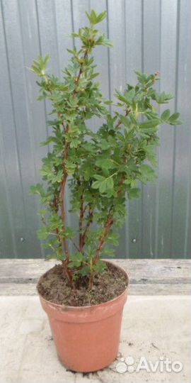 Лапчатка жёлтая