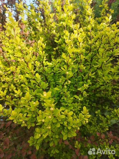 Саженцы барбариса