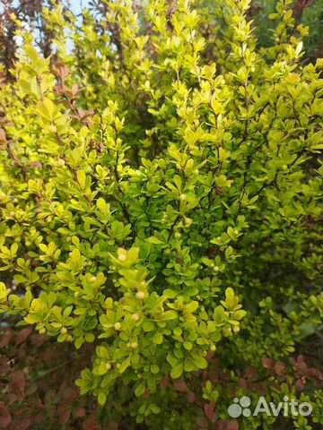 Саженцы барбариса