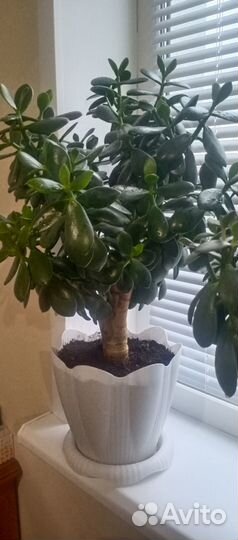 Крассула (толстянка)