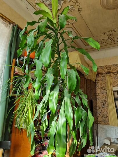 Пальма душистая юкка драцена фрагранс