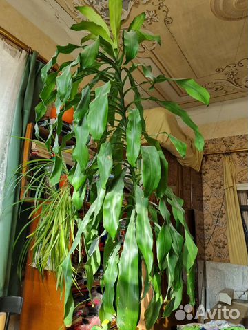 Пальма душистая юкка драцена фрагранс