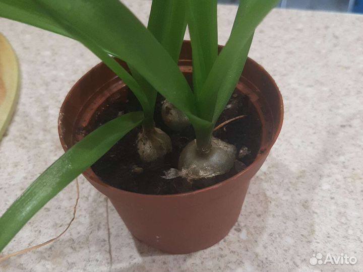 Индийский лук лечебный