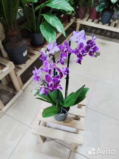 Орхидея Hornglin Vicky с мутацией