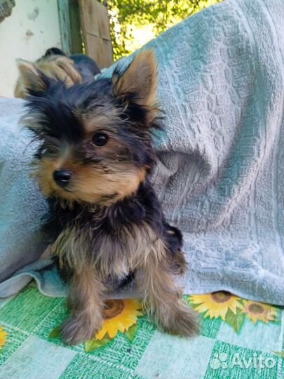 Йоркширский терьер