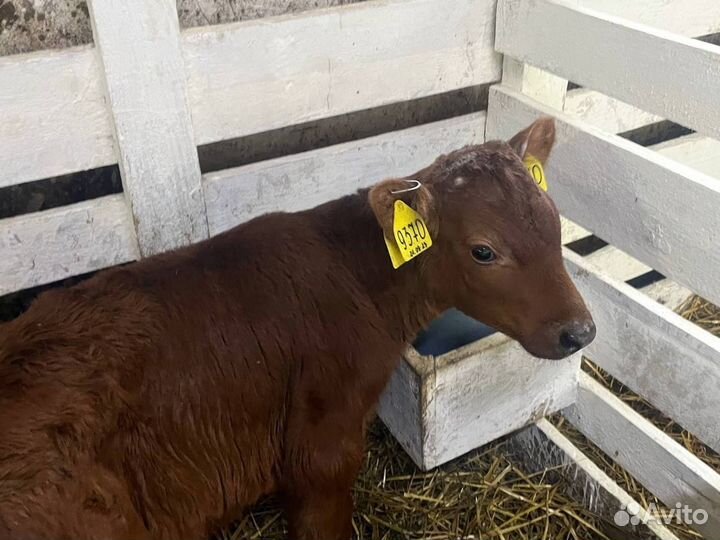 Телята телки бычки бесплатная доставка до двора