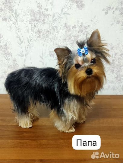 Йоркширский терьер щенки девочки
