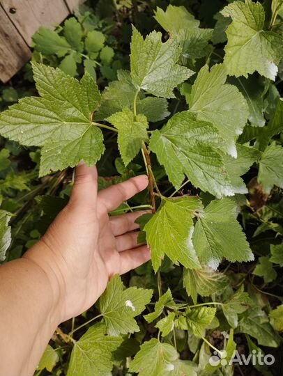 Чёрная смородина