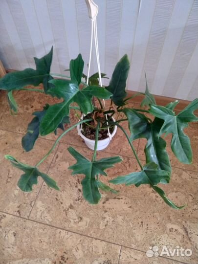 Сортовые филодендрон