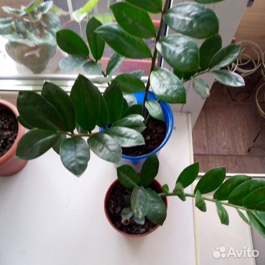 Фикус бенджамина пестролистный