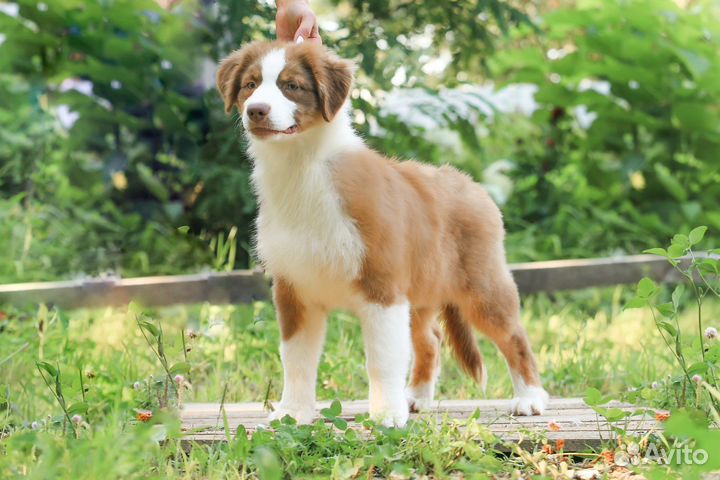 Щенки аусси Австралийская овчарка