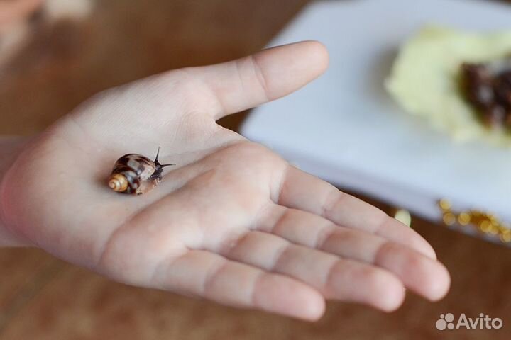 Улитки ахатина