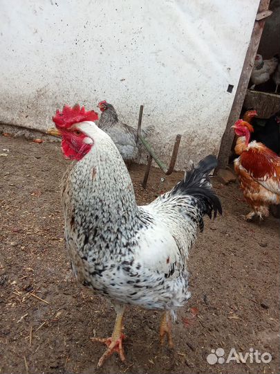Молодые петухи