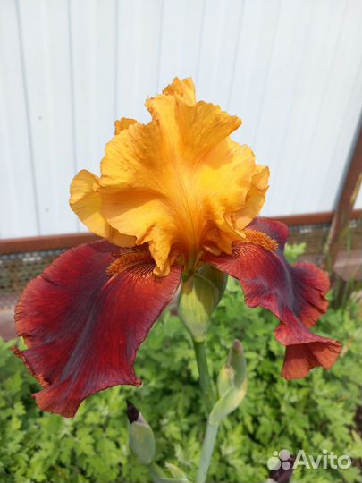 Продаю Ирис