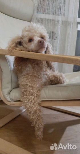 Ищу девочку