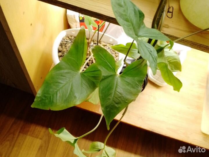 Зелёный друзья