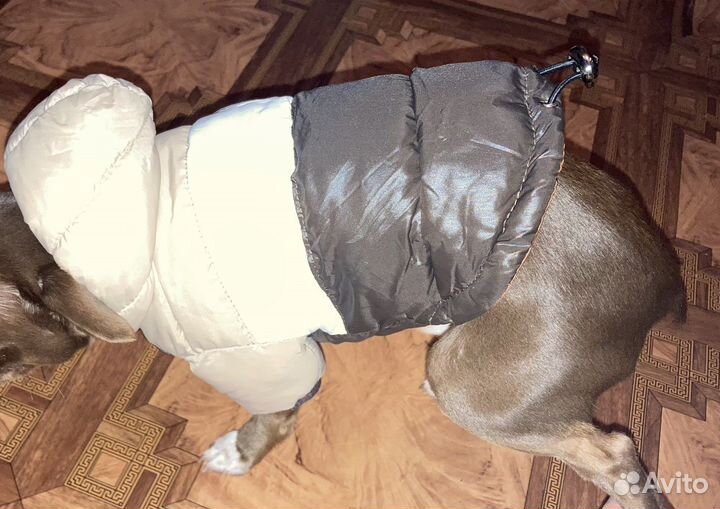 Зимний пуховик для мелких пород -23 см по спинке