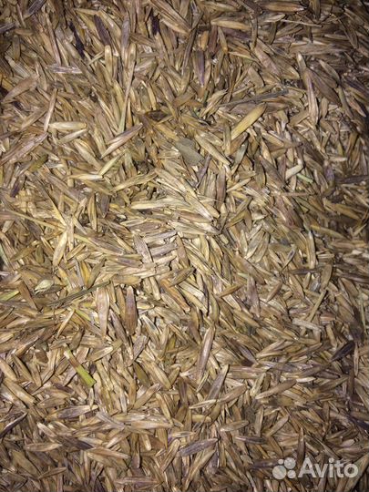 Семена трав травосмеси