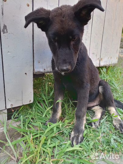 Щенок в добрые руки бесплатно