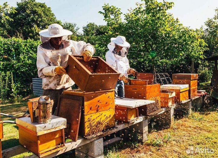 2024 Мед натуральный с Алтая опт