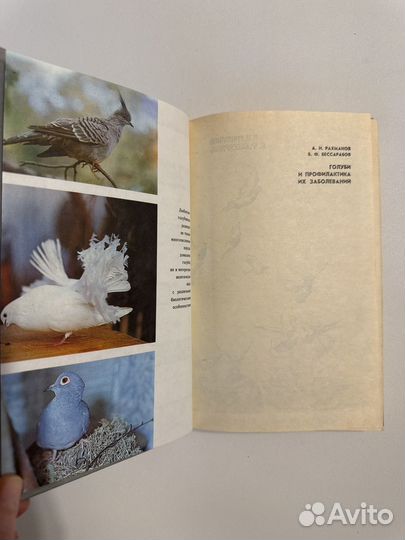Рахтанов А.И. Голуби и профилактика их заболеваний