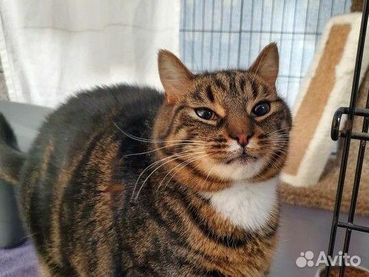 Ласковые тигровые полосатые коты и кошки бесплатно