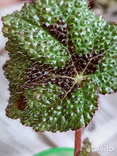 Бегония королевская (набор)