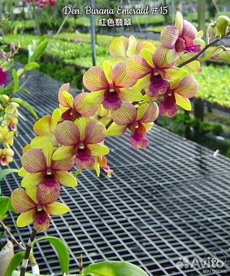 Орхидея Den. Burana Emerald #15