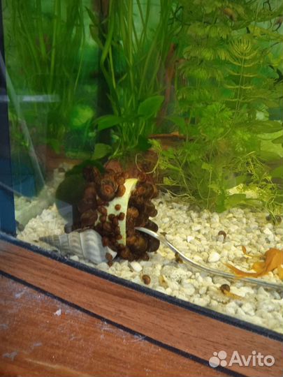 Улитки аквариумные катушки