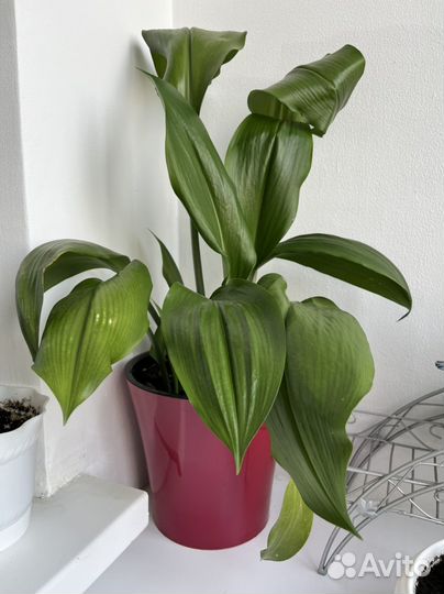 Эухарис амазонская лилия