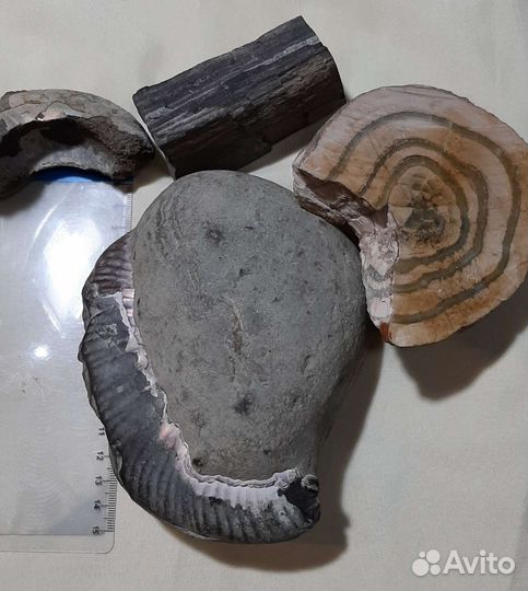Аммонит и другие окаменелости