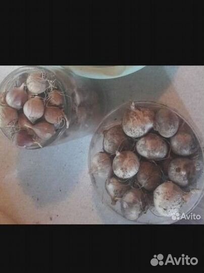 Чеснок Гигантский 