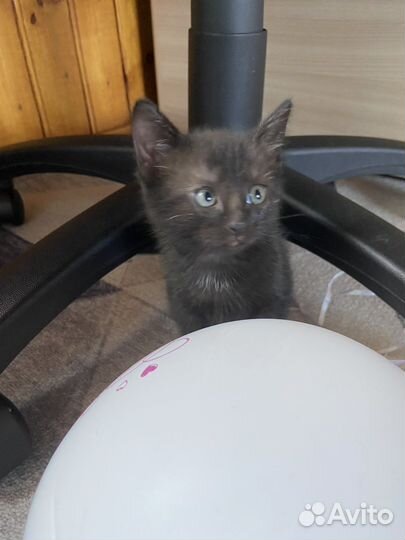 Котята