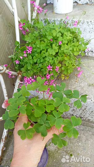 Оксалис, кислица